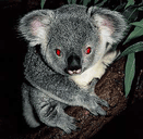 Killer Koalas